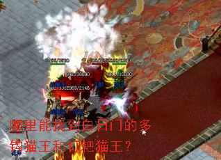 �������ҵ������ŵĶ๳è���Ͷ���è����