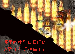 �������ҵ������ŵĶ๳è���Ͷ���è����