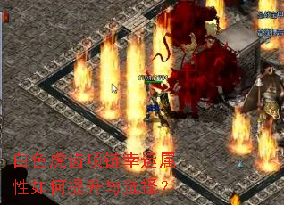 白色虎齿项链幸运属性如何提升与选择? 白色虎齿项链幸运属性如何提升与选择?